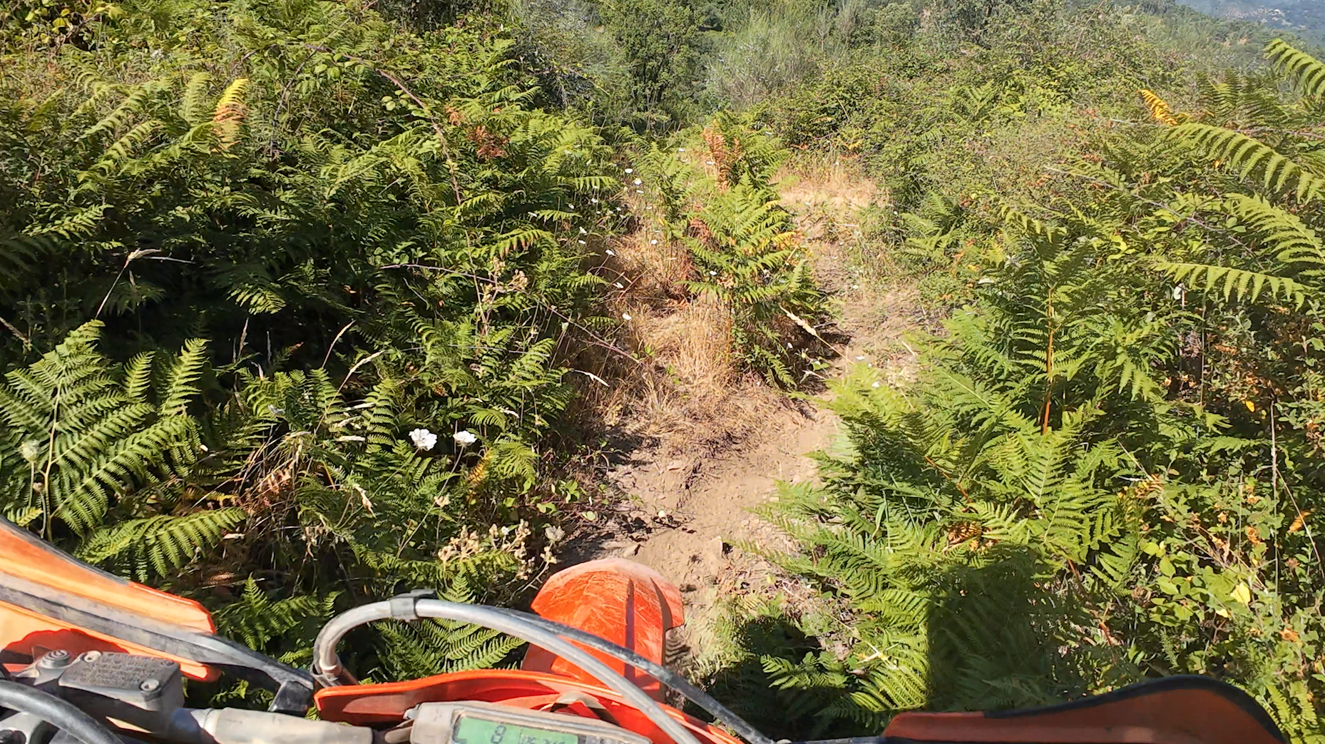 Vista de uma moto de enduro KTM num trilho estreito entre fetos