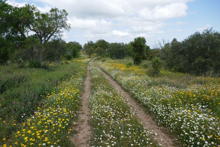 A flower-lined country track in the Serra do Caldeirão near São Barnabé