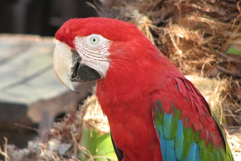 A red-and-green macaw at Lagos Zoo